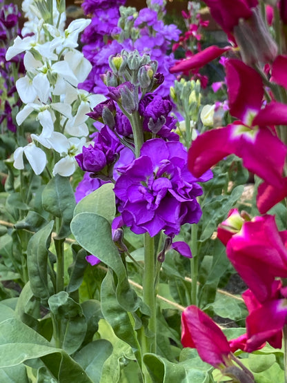 Fragrant Stock - Anytime Mix