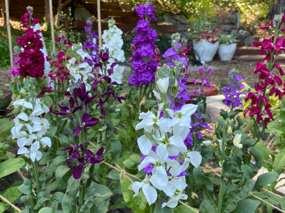 Fragrant Stock - Anytime Mix