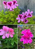 Scented Geraniums - Sunday Brunch