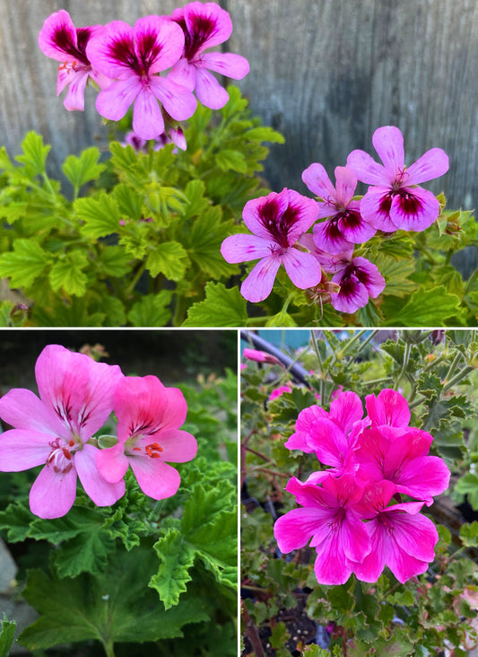 Scented Geraniums - Sunday Brunch