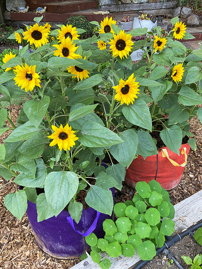 Container Sunflowers - Junior