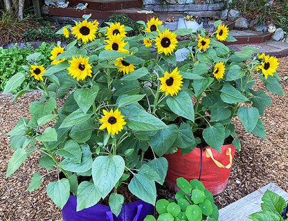 Container Sunflowers - Junior