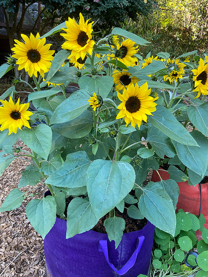 Container Sunflowers - Junior