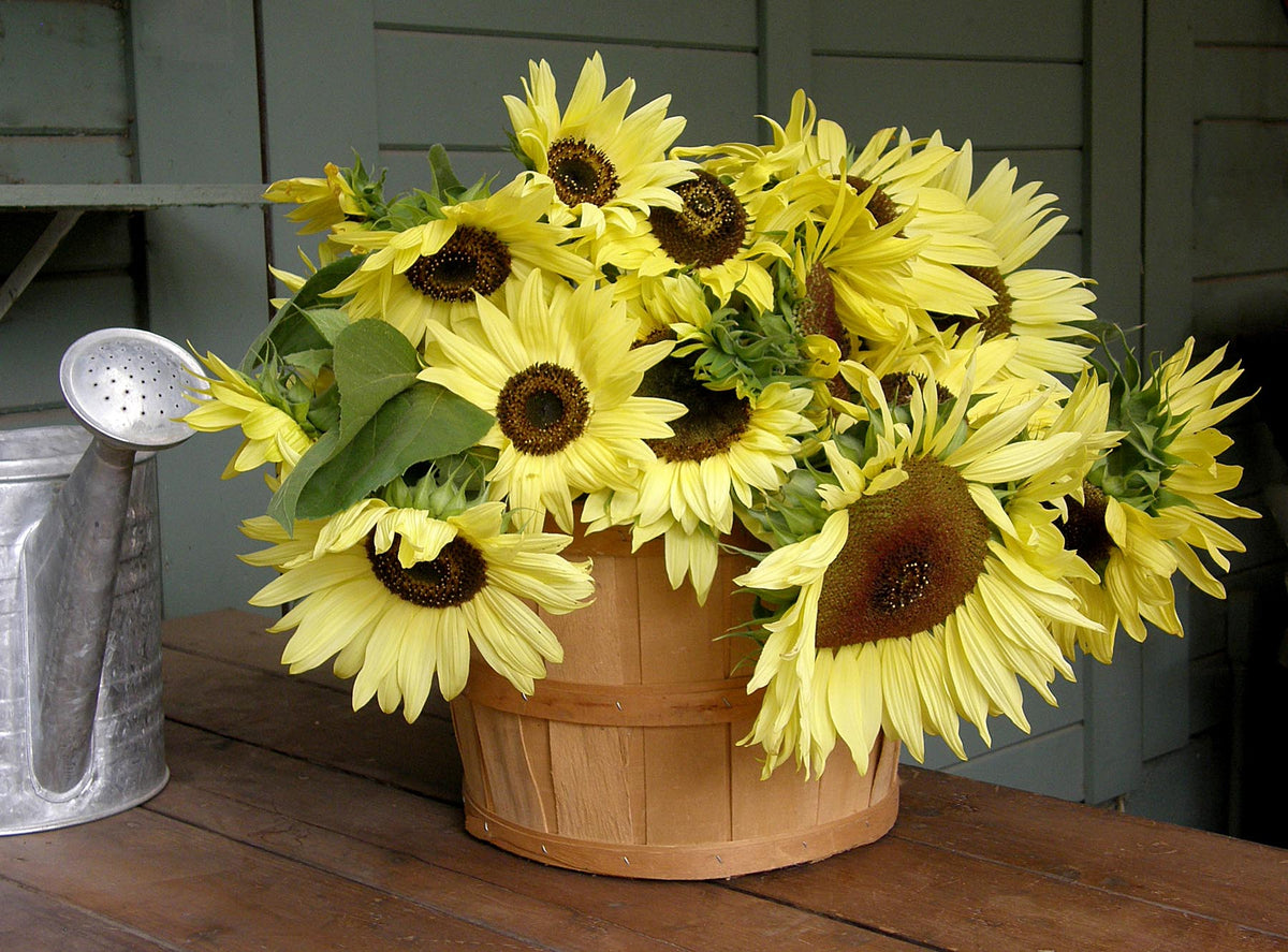 Pollinator Sunflowers - Lemon Queen
