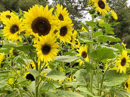 Pollinator Sunflowers - Lemon Queen