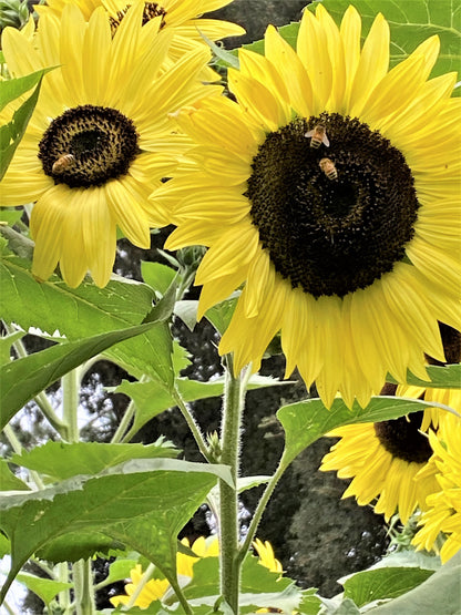 Pollinator Sunflowers - Lemon Queen