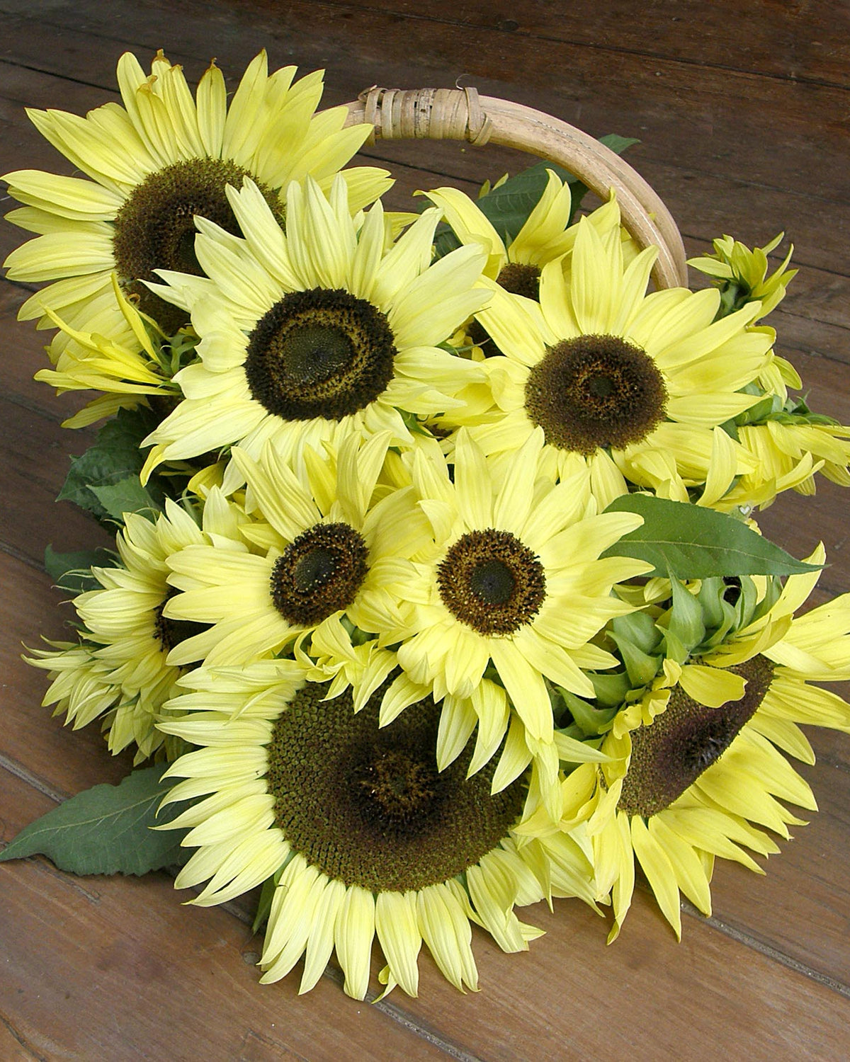 Pollinator Sunflowers - Lemon Queen