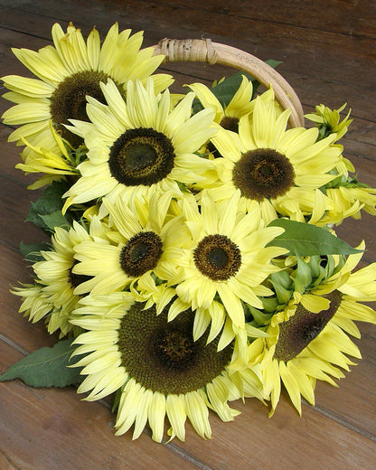 Pollinator Sunflowers - Lemon Queen