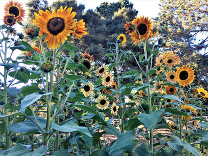 Pollinator & Songbird Sunflowers - Paintbox Bouquet Organic