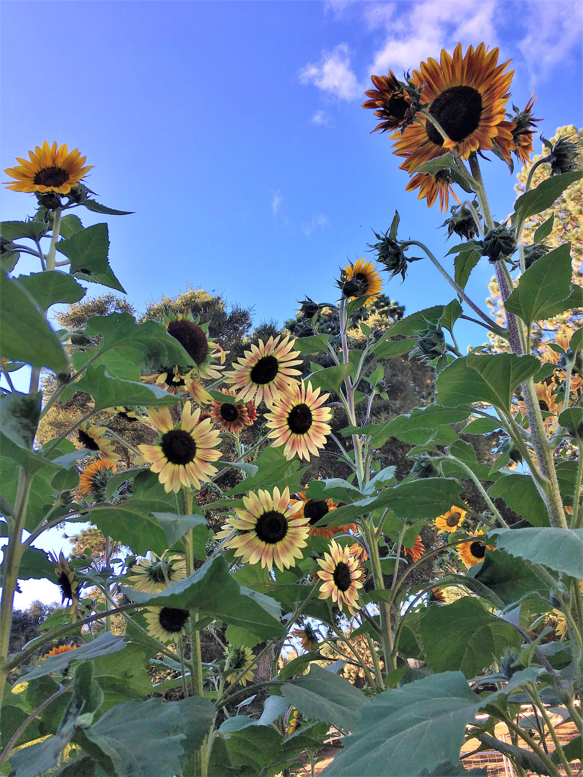 Pollinator & Songbird Sunflowers - Paintbox Bouquet Organic