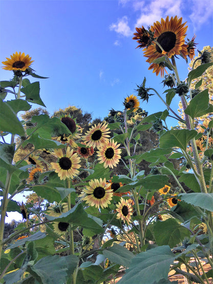 Pollinator & Songbird Sunflowers - Paintbox Bouquet Organic