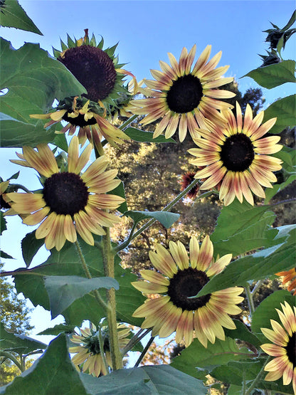 Pollinator & Songbird Sunflowers - Paintbox Bouquet Organic