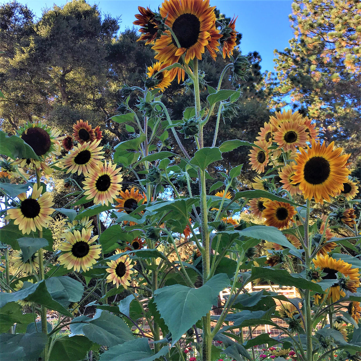 Pollinator & Songbird Sunflowers - Paintbox Bouquet Organic