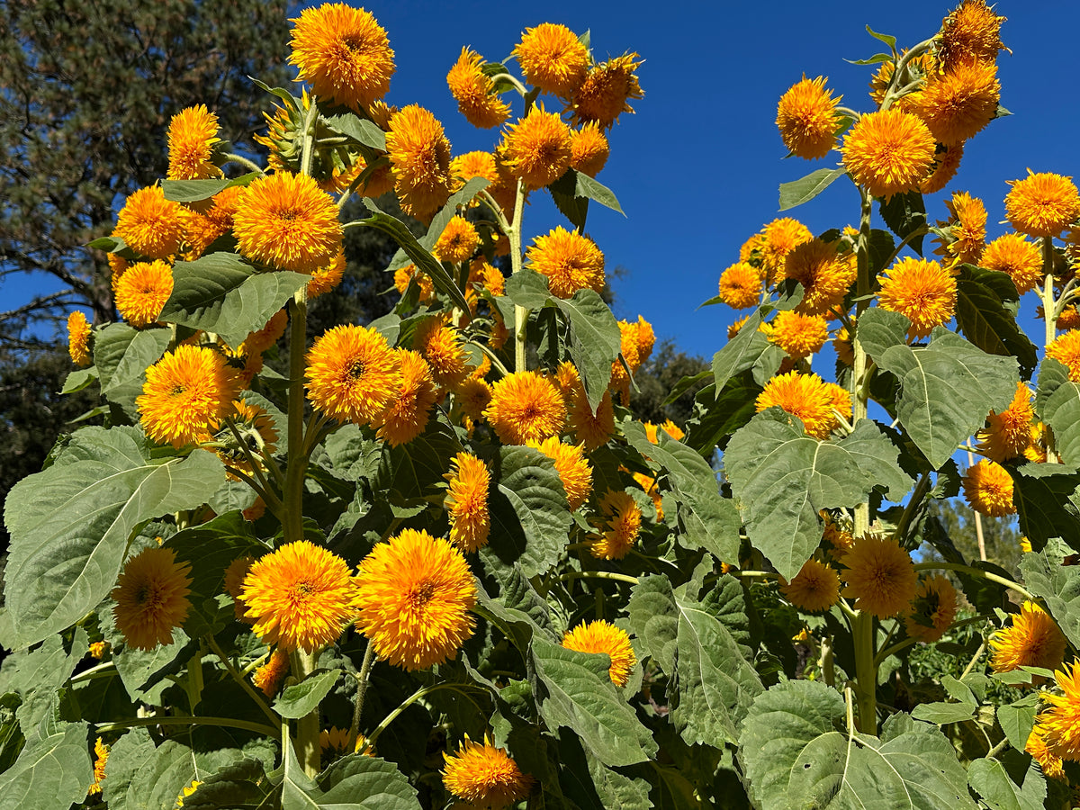 Teddy Bear Sunflowers - Sun Bear