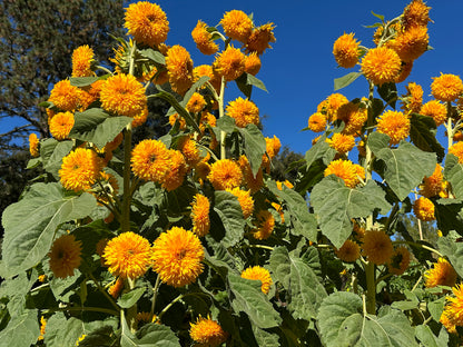 Teddy Bear Sunflowers - Sun Bear