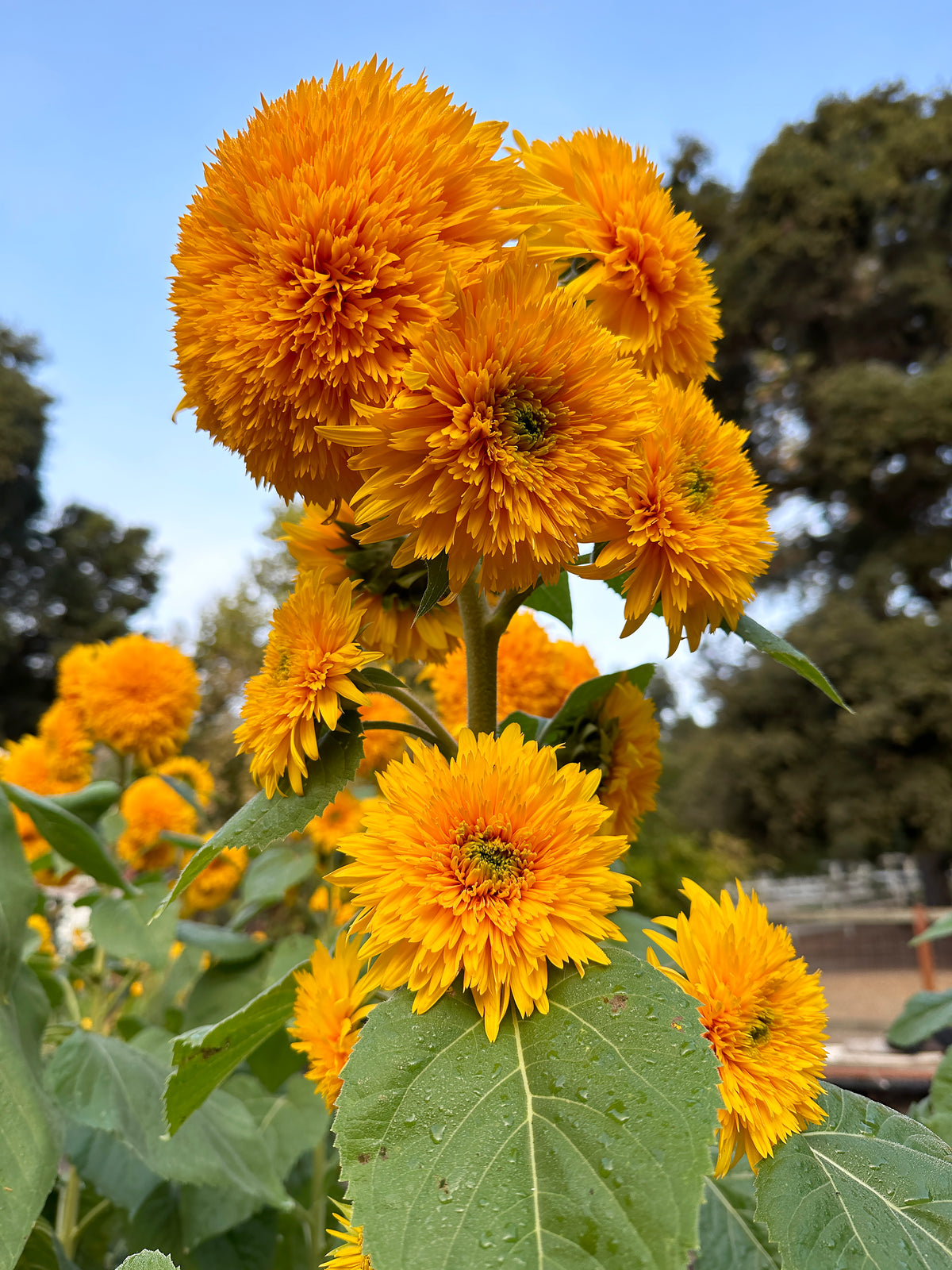 Teddy Bear Sunflowers - Sun Bear