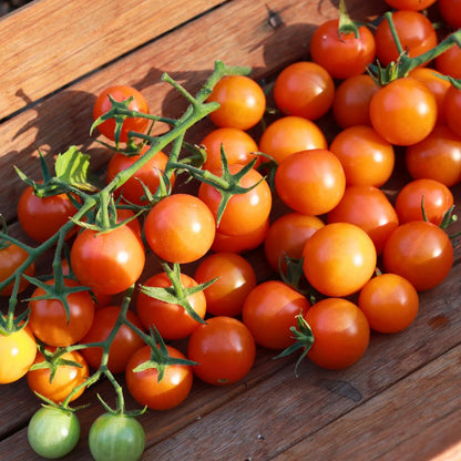 Orange Cherry Tomatoes - Sungold