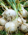 All Purpose Onions - Super Star F1
