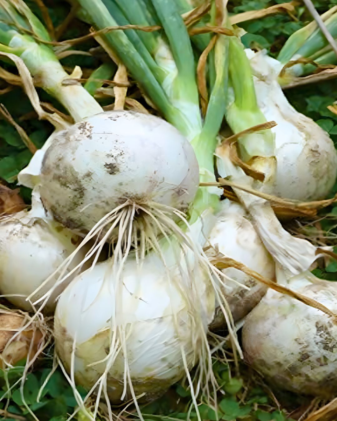 All Purpose Onions - Super Star F1