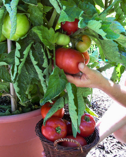 Easy To Grow - The Container Kitchen Garden