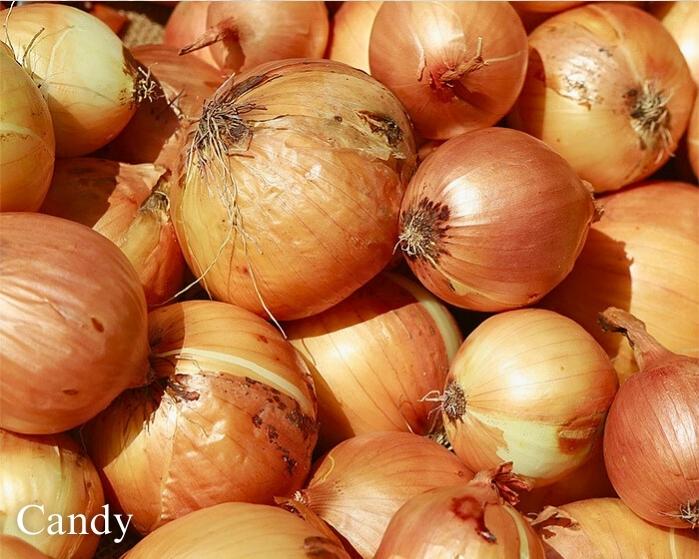 The Onion Trio - Mid-Tier
