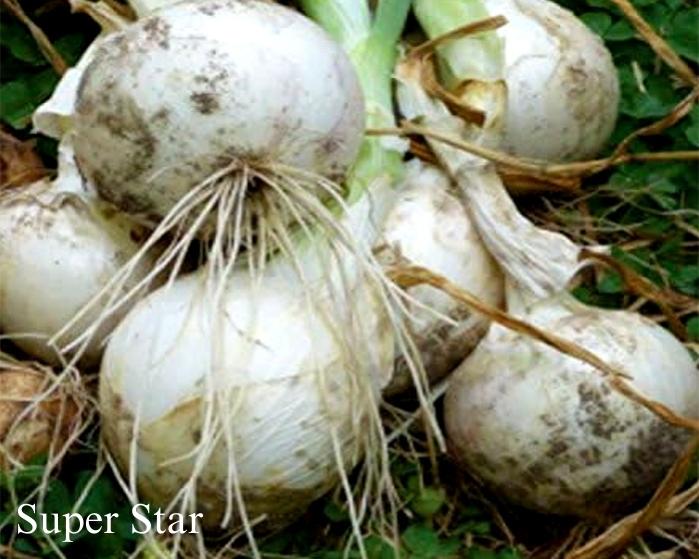 The Onion Trio - Mid-Tier