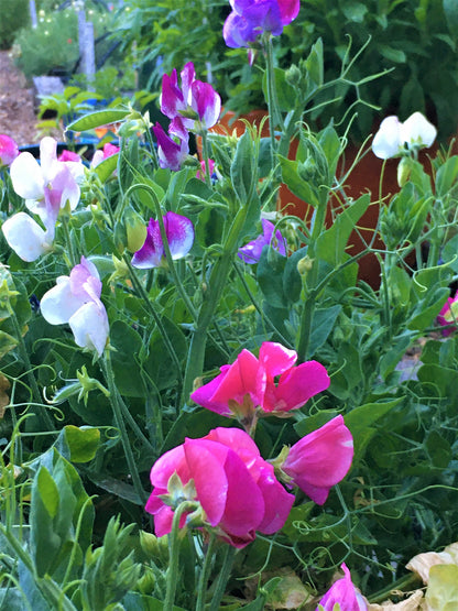 Windowbox Sweet Peas - Color Palette Cupid