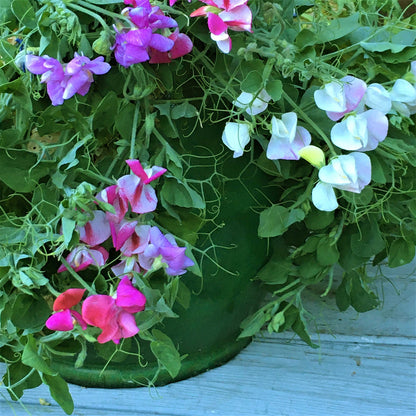 Windowbox Sweet Peas - Color Palette Cupid
