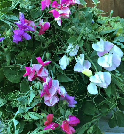 Windowbox Sweet Peas - Color Palette Cupid