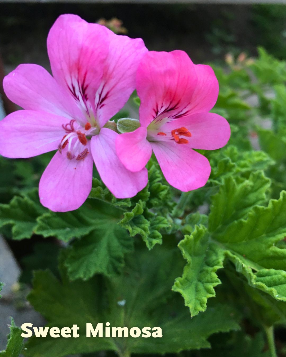 Scented Geraniums - Sunday Brunch