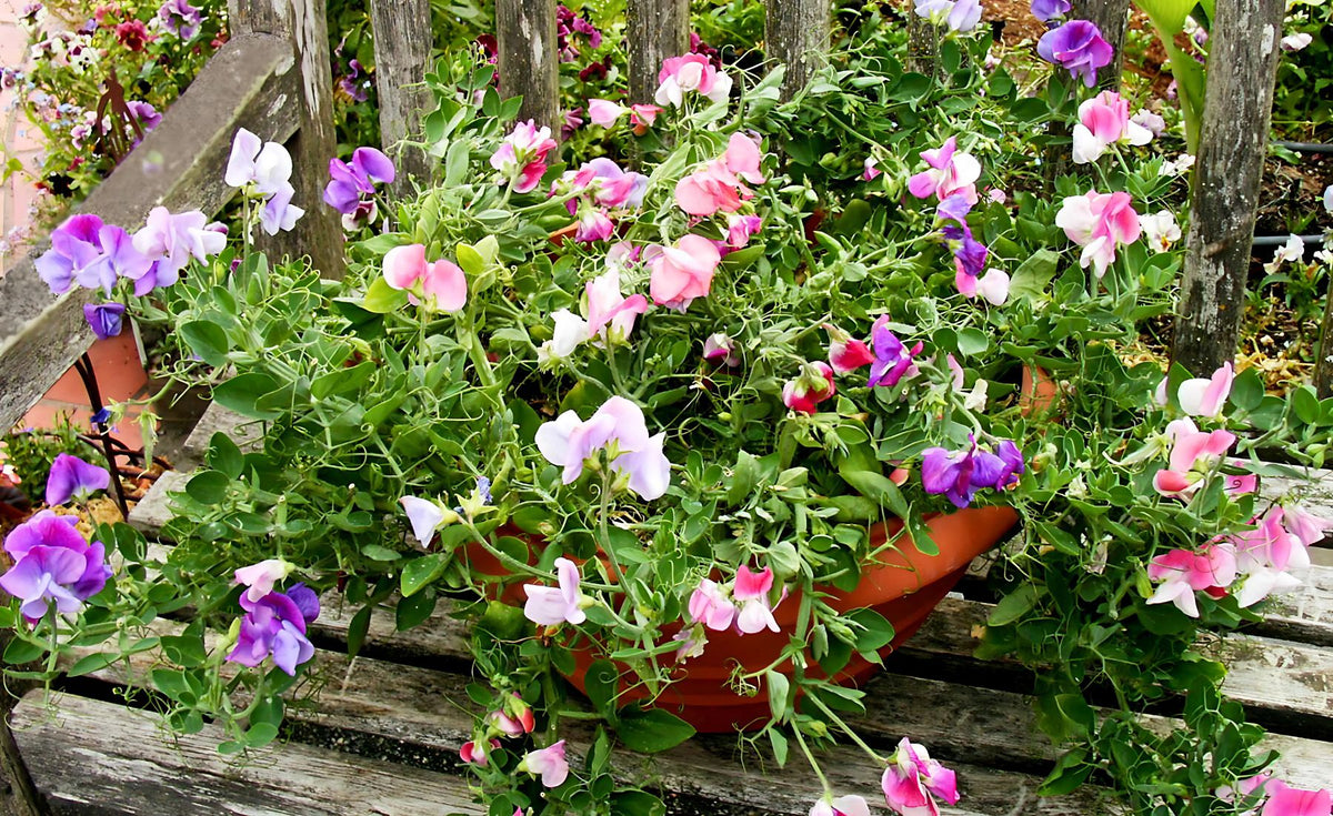 Windowbox Sweet Peas - Color Palette Cupid