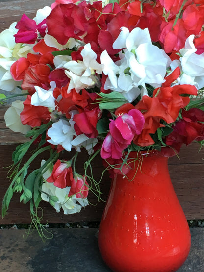 Scented Sweet Peas - Fire and Ice