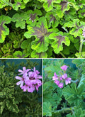 Scented Geraniums - Chocolate and Roses