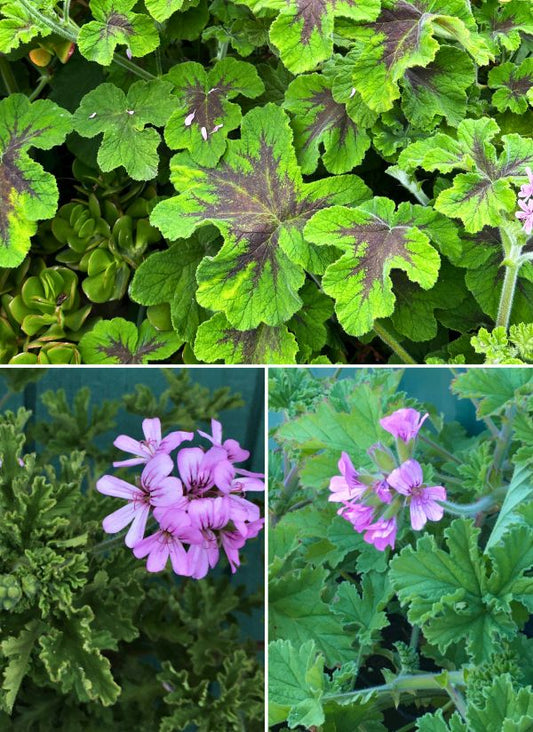 Scented Geraniums - Chocolate and Roses