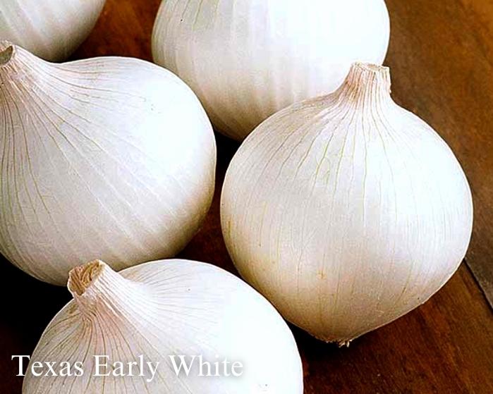 The Onion Trio - Southern