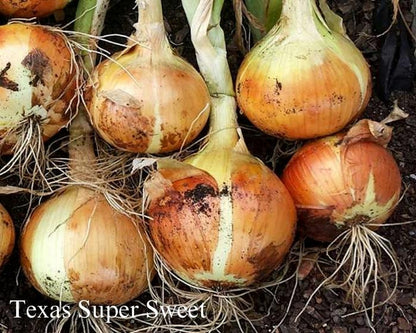 The Onion Trio - Southern