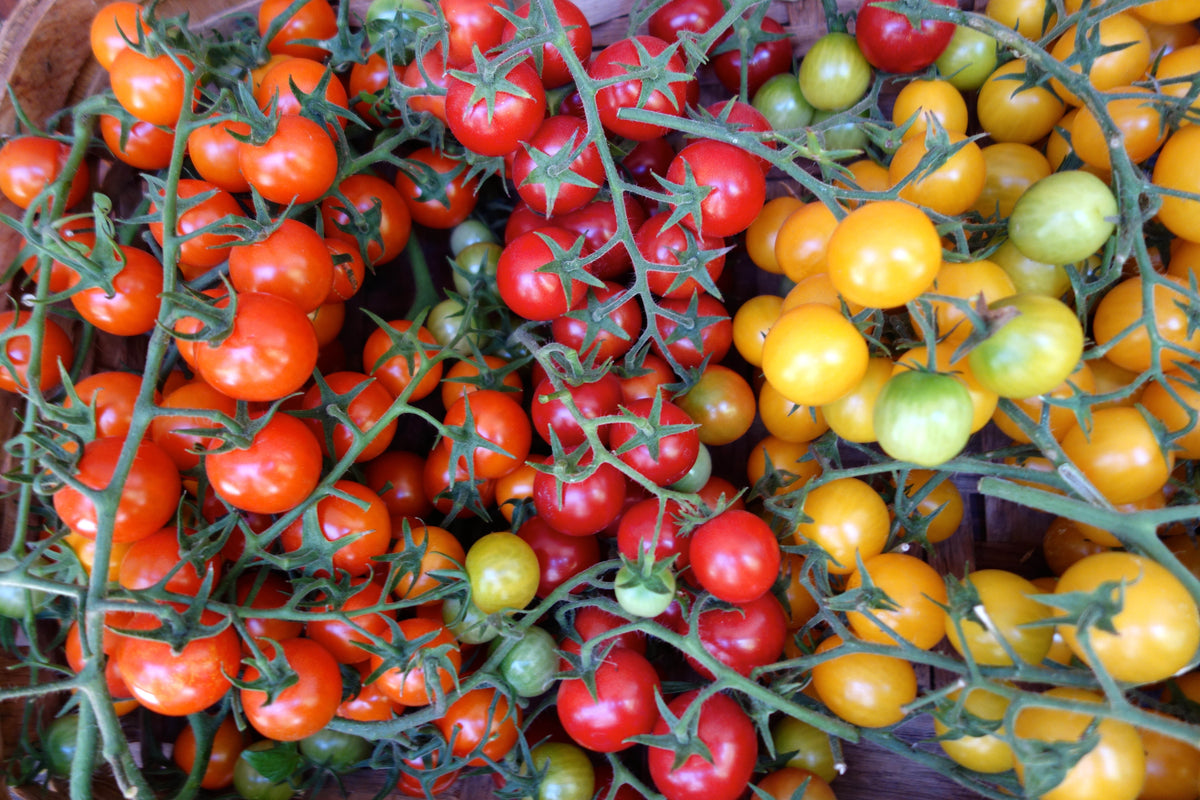 Tricolor Cherry Tomatoes - Garden Candy