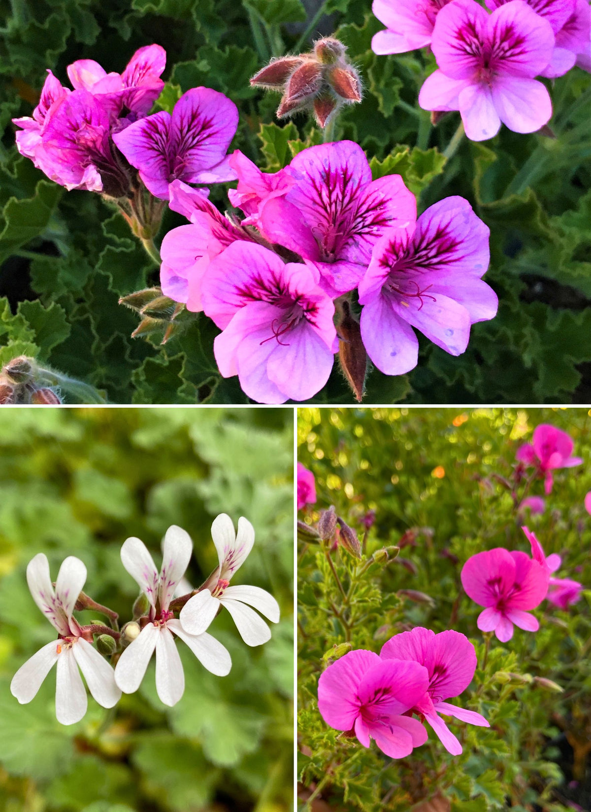 Scented Geraniums - Spice