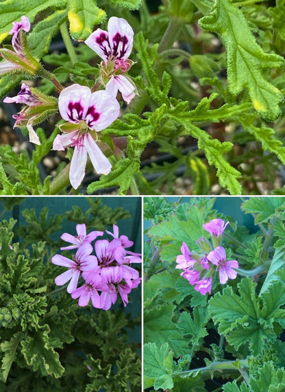 Scented Geraniums - Rose Garden