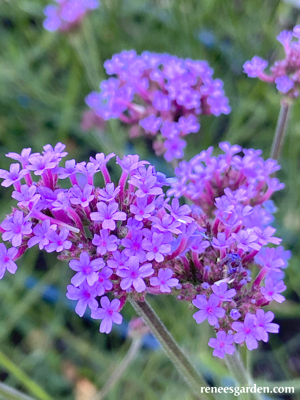 Pollinator Wildflowers - Vanity Verbena