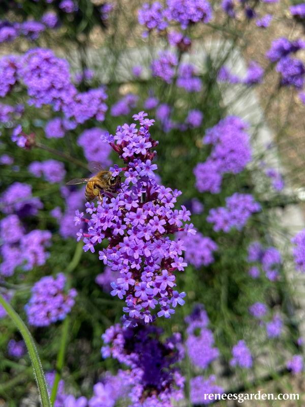 Pollinator Wildflowers - Vanity Verbena