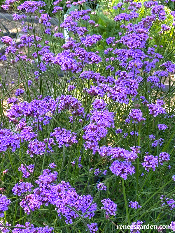 Pollinator Wildflowers - Vanity Verbena