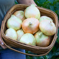 Sweet and Mild Onions - Walla Walla Sweet