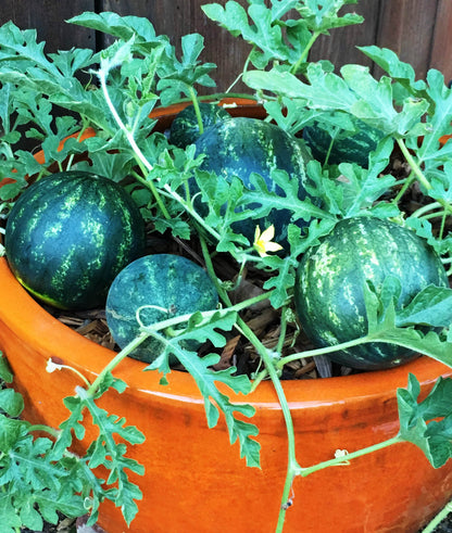 Personal Size Watermelons - Mini Love