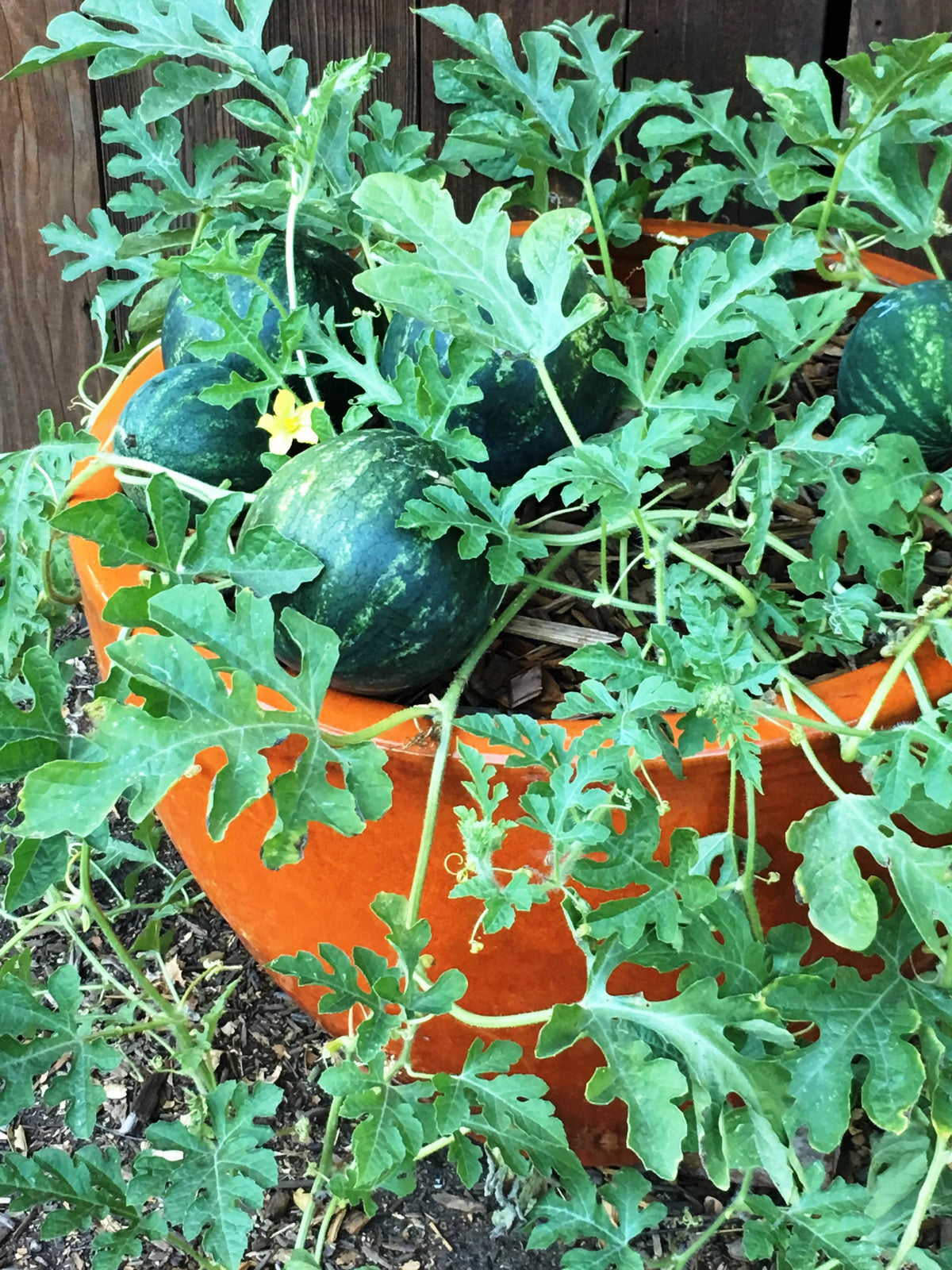 Personal Size Watermelons - Mini Love