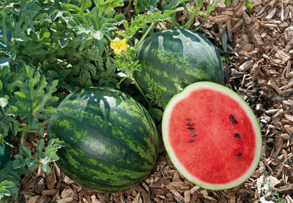 Personal Size Watermelons - Mini Love