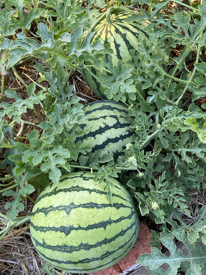 Icebox Watermelons - Rainbow Sherbet