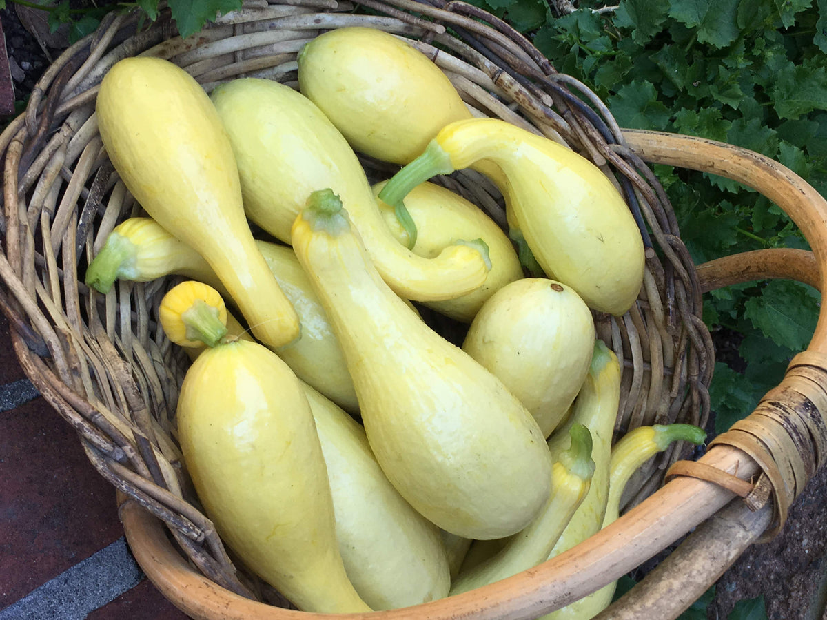 Crookneck Squash - Sunny Supersett