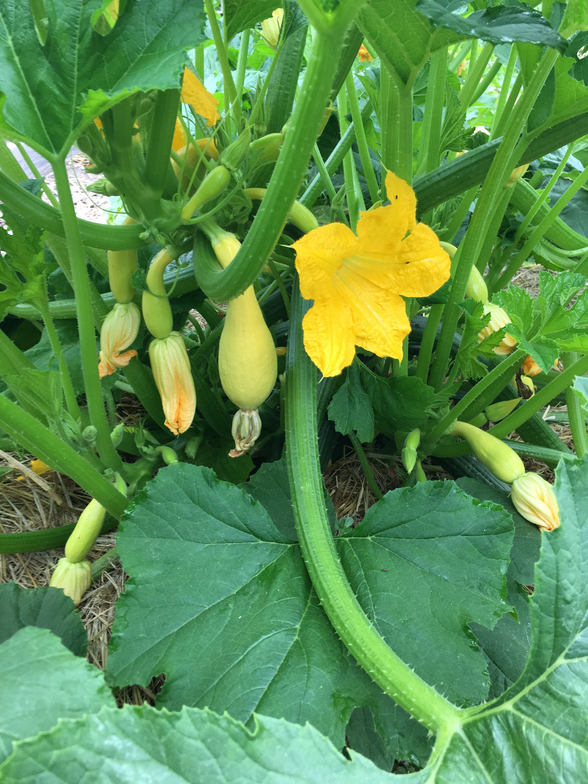 Crookneck Squash - Sunny Supersett