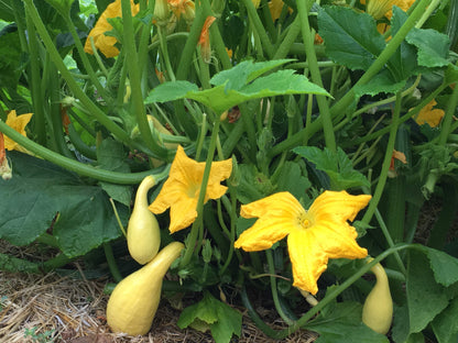 Crookneck Squash - Sunny Supersett